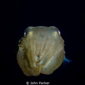 Curious Cuttlefish by John Parker 